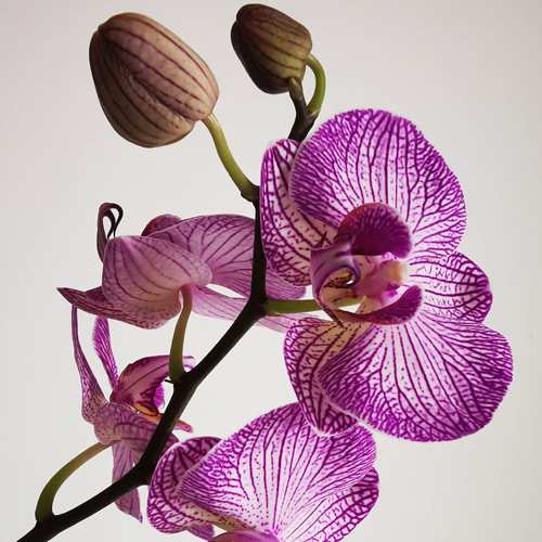 Growing Orchids online course